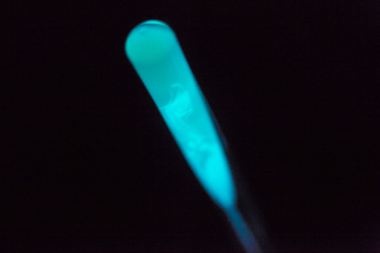 one-luminous-dot-bioluminescent-light-installation-by-teresa-van-dongen-2