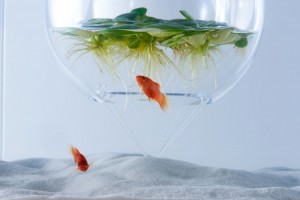 haruka-misawas-sculptural-fish-tanks-2