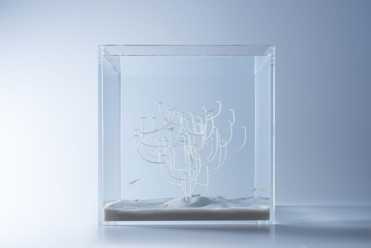 haruka-misawas-sculptural-fish-tanks-9