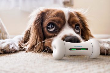 World’s First Smart Dog Toy Wickedbone Come To Aid Bored And Lonely Dogs