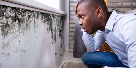 6 Ways to Test for and Fight Mold