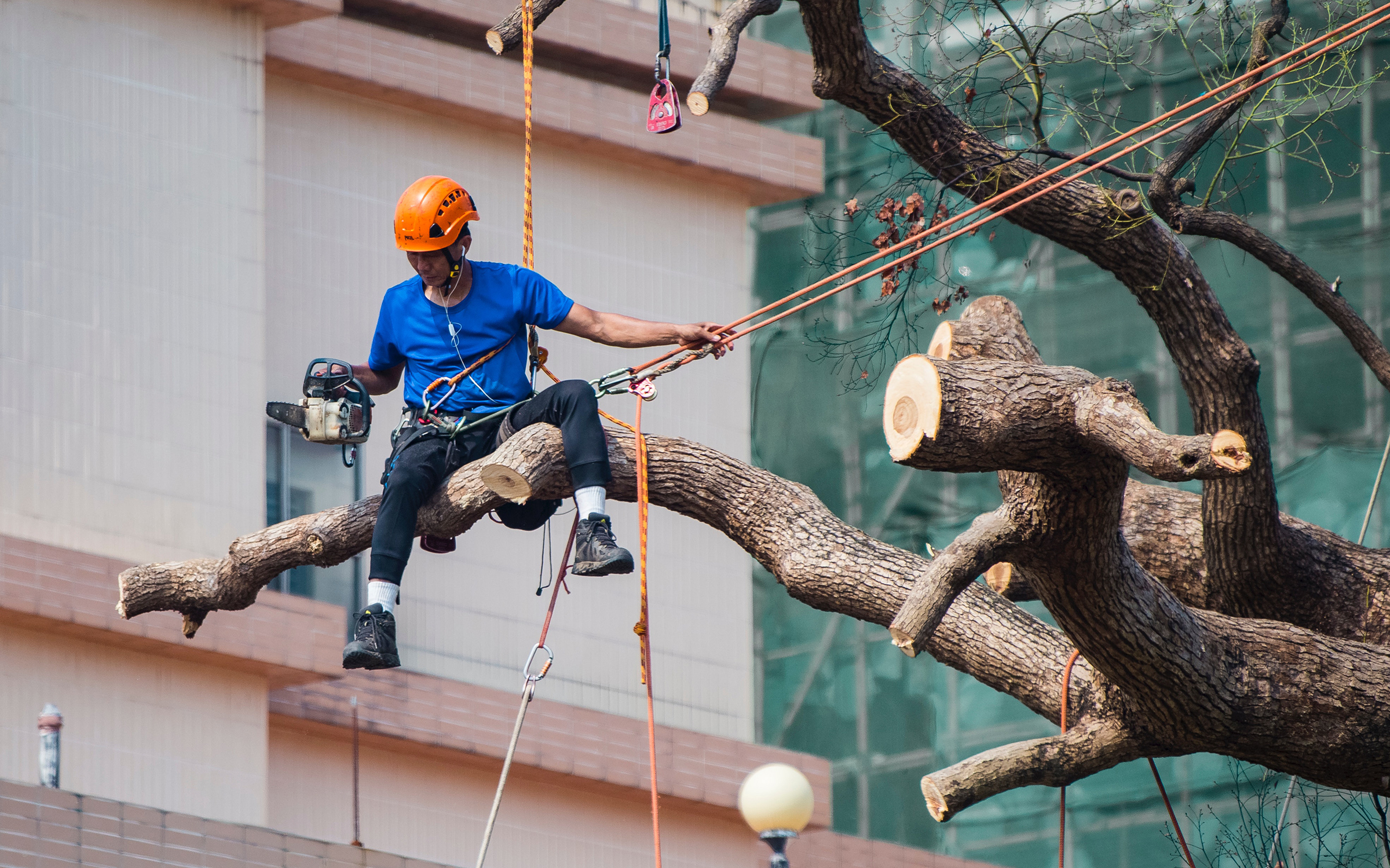 How to Select a Tree Service For Dangerous Backyard Trees