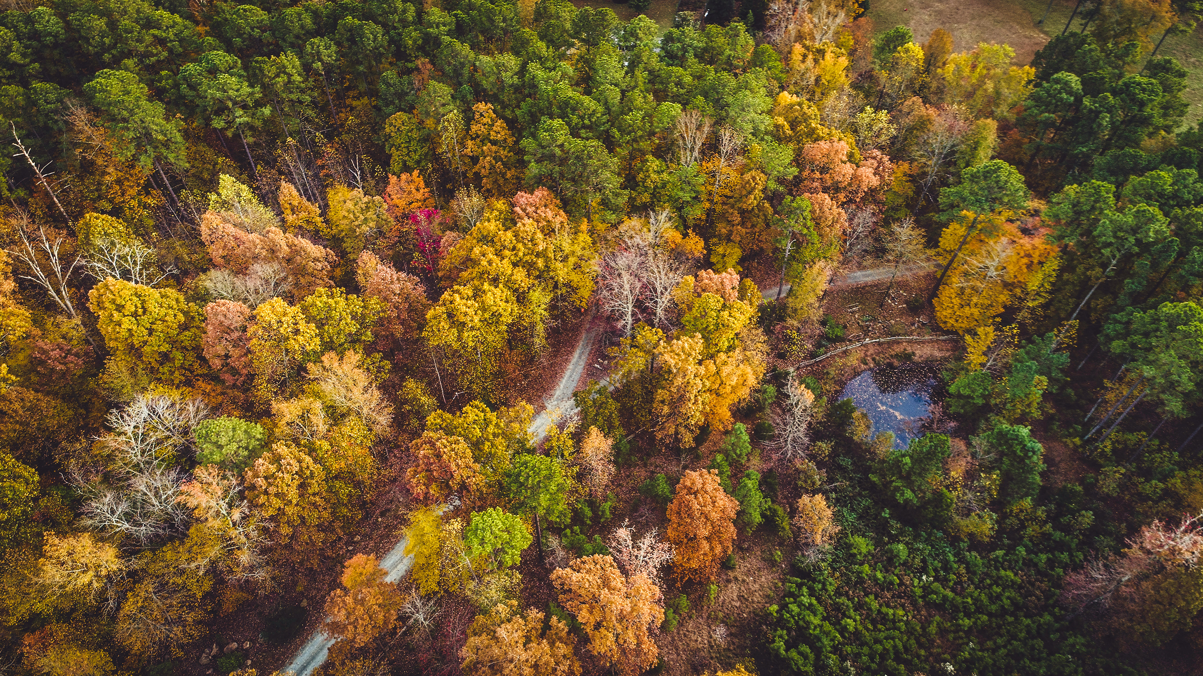 North Carolina; An Arborists Dream