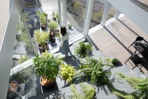 Refresh Your Interior Design With Indoor Plants