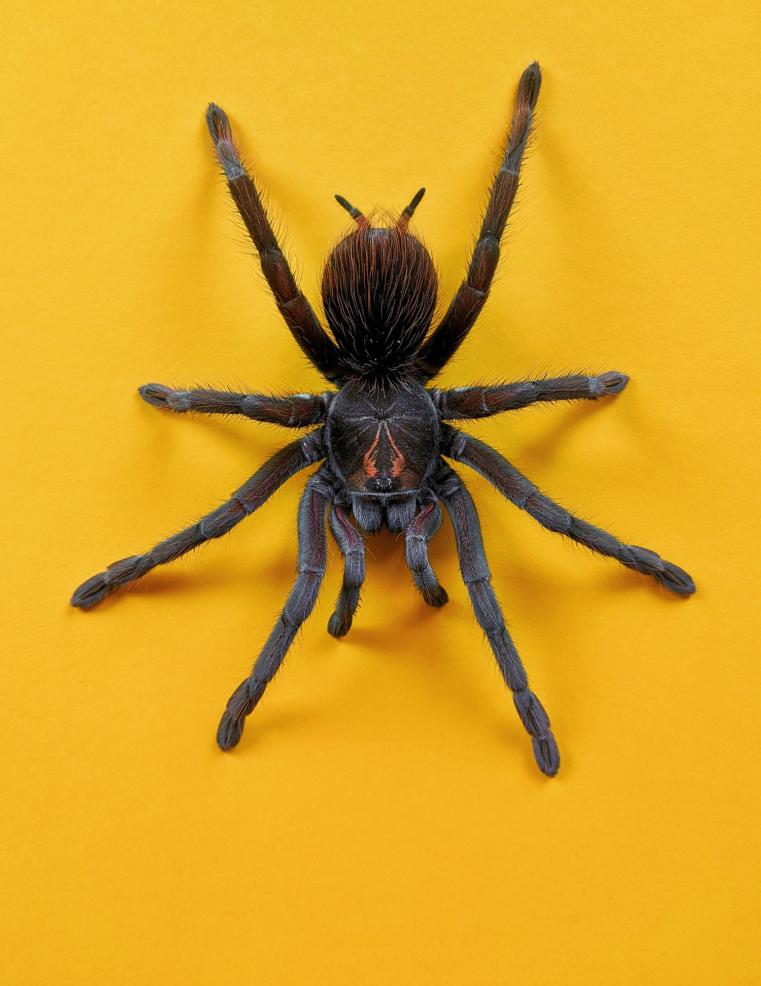 5 Simple Steps to Get Rid of Spiders