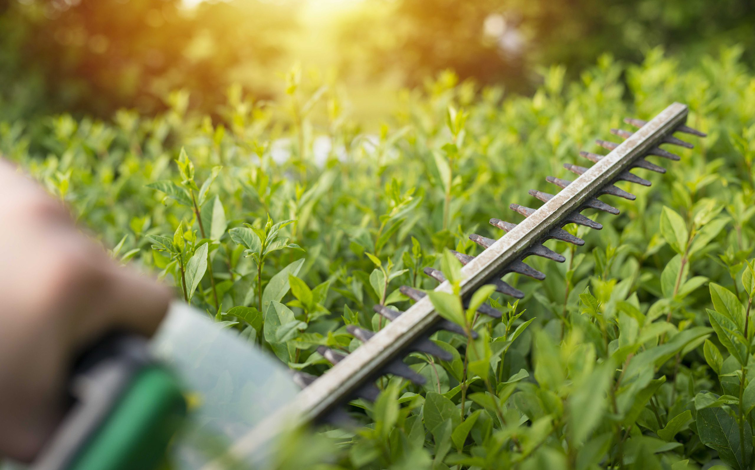 5 Tips on Landscaping with Your Hedge Trimmer