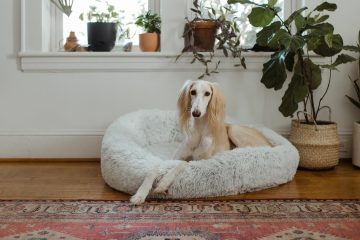 How To Create A Simple Nook For Your Dogs