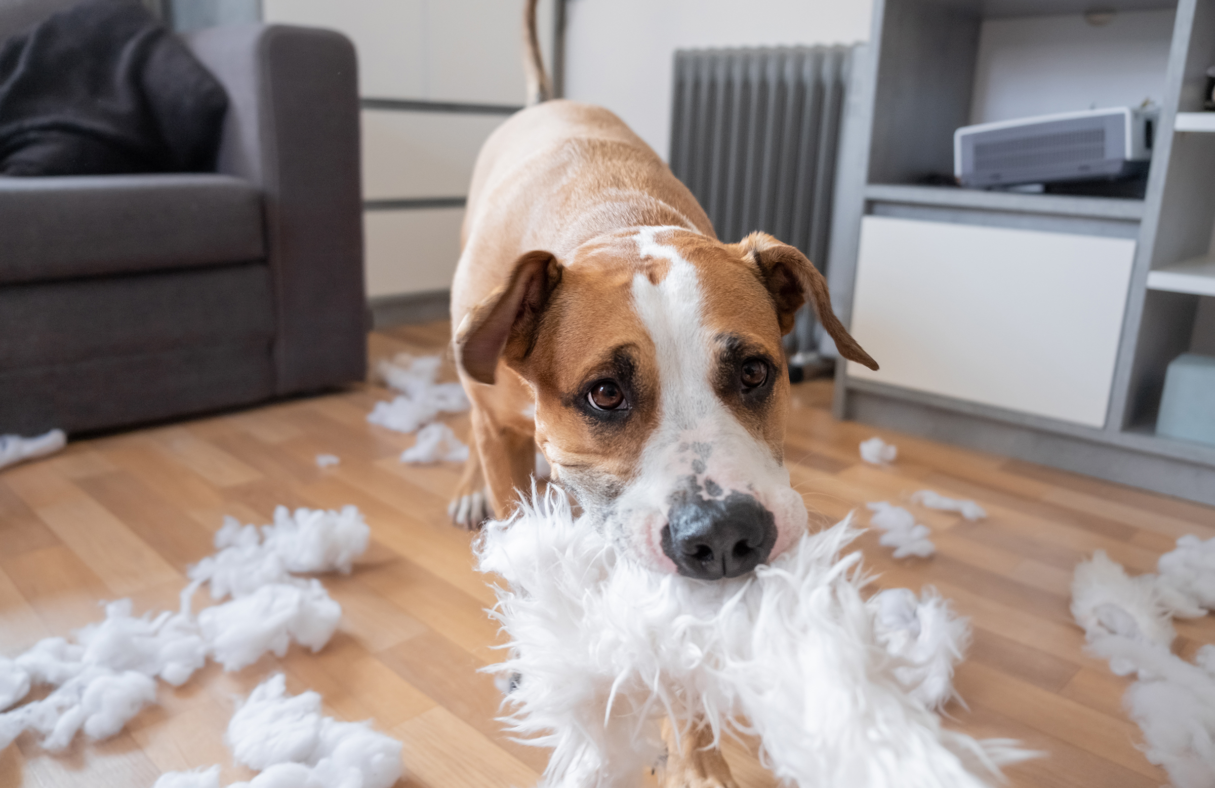 The Complete Guide to Puppy-Proofing Your Living Spaces