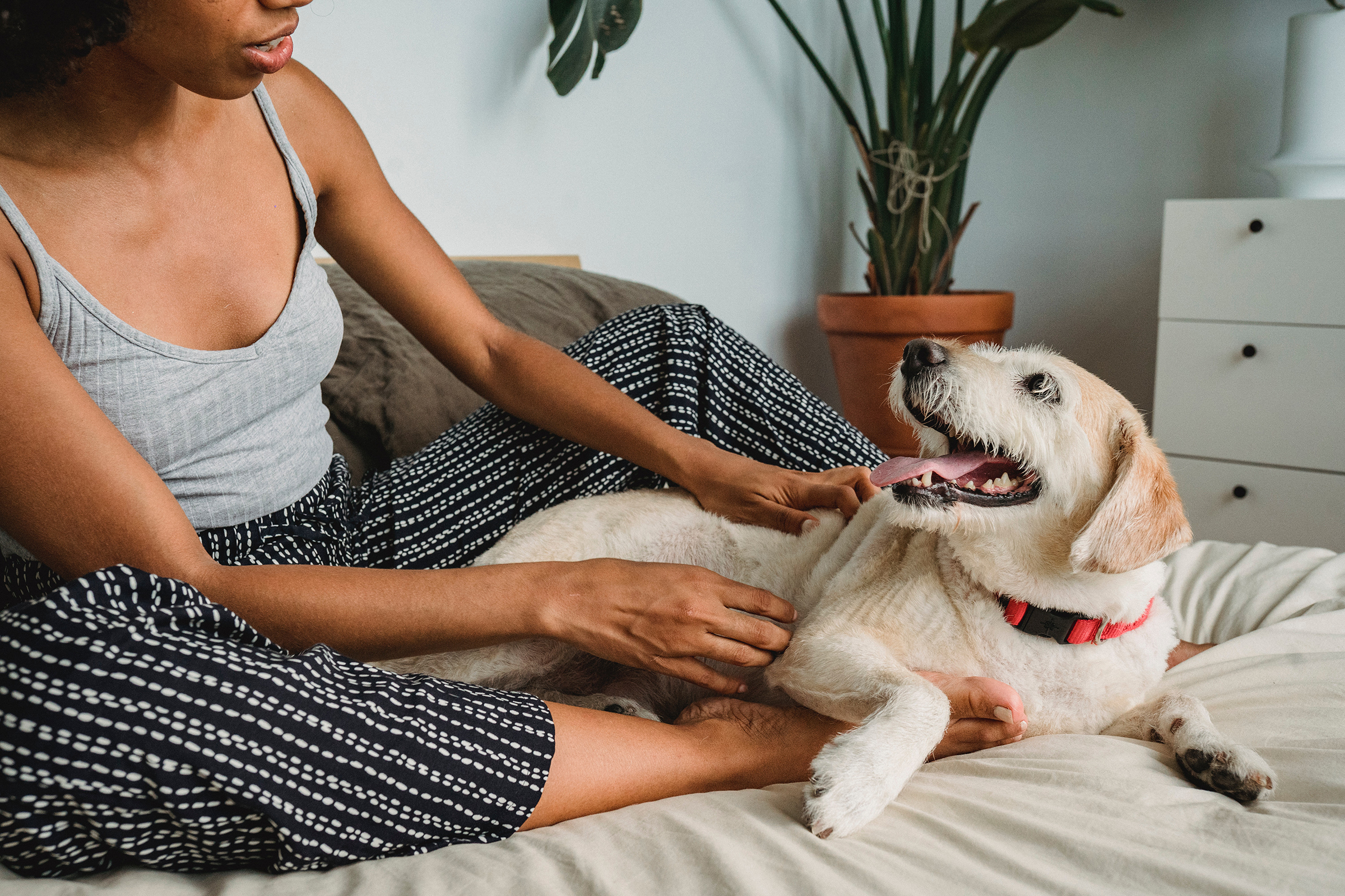 What Gadgets You Need to Create a Pet-Friendly Apartment