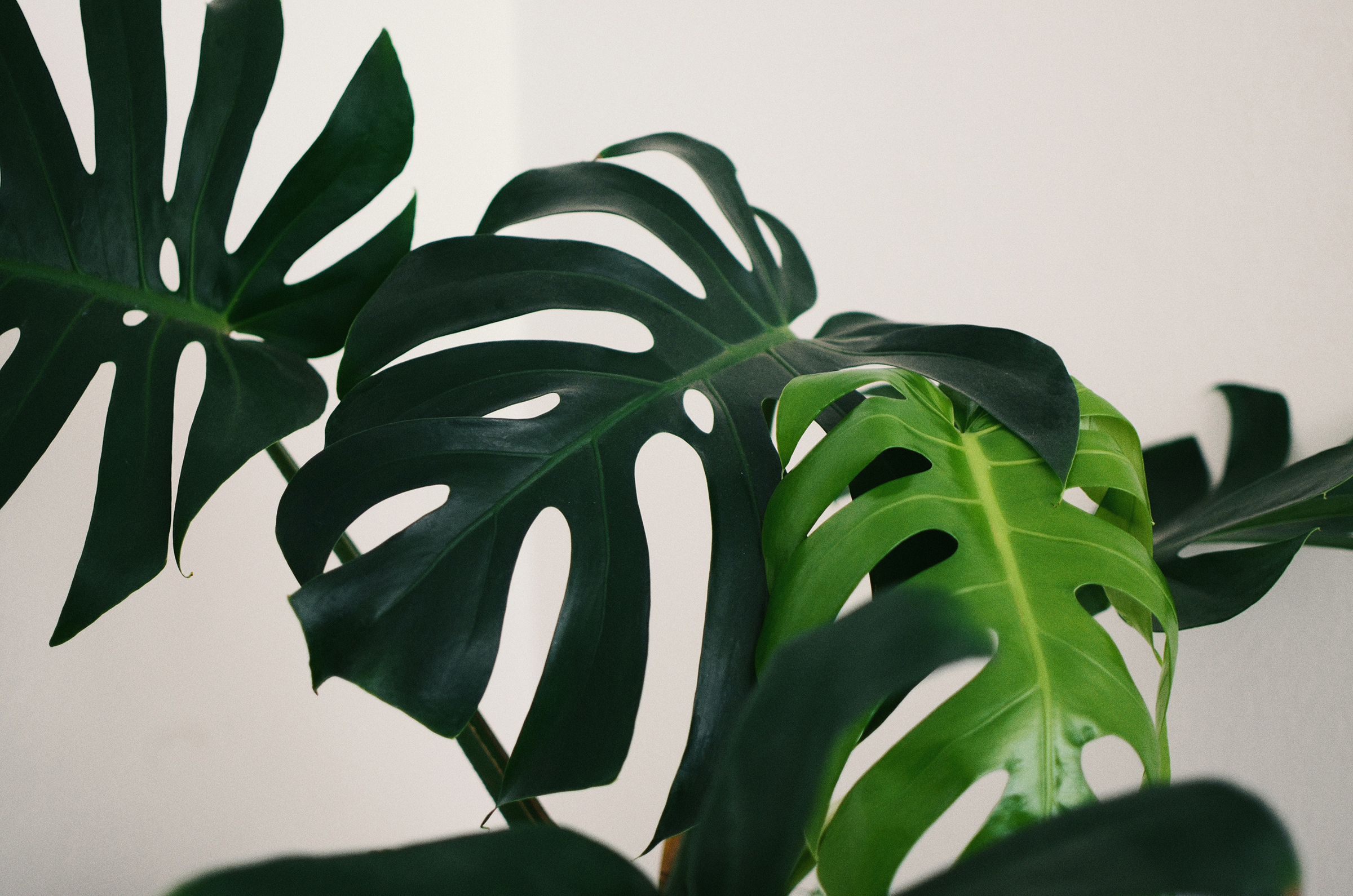 5 Major Advantages of Artificial Plants You Need to Know