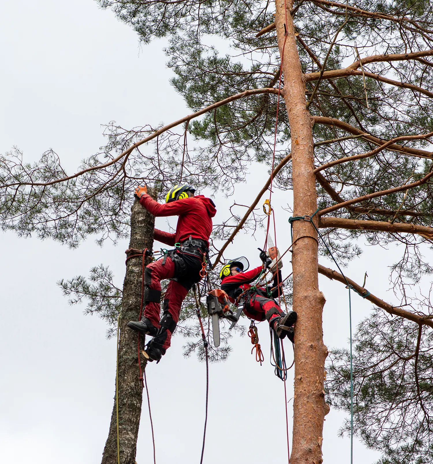 Two arborists with harness cutting a tree