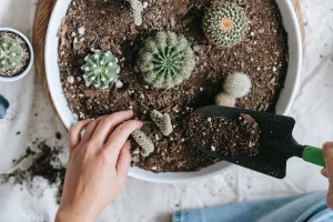 Woman creates cactus composition