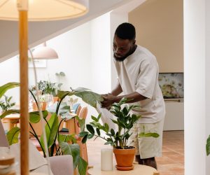 Afro man takes care of some plants at home