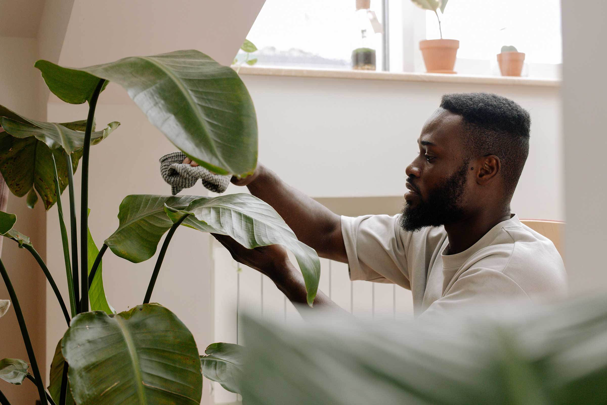 Black man takes care of house plants