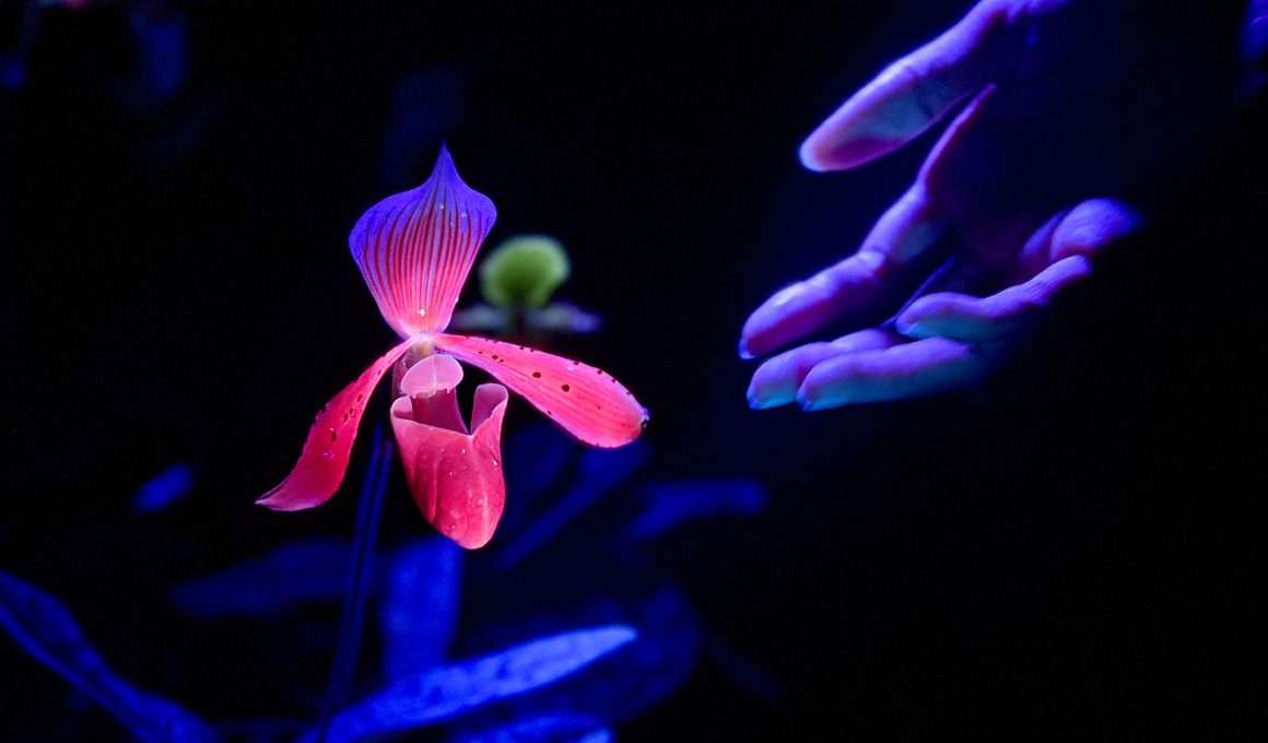 Studio Roosegaarde's Glowing Garden: A Magical World Through the Eyes of a Butterfly