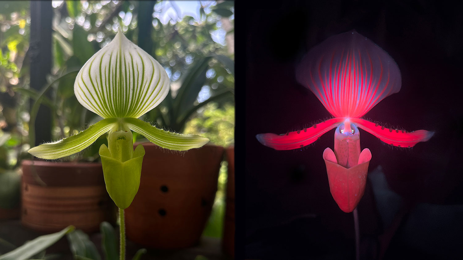 Studio Roosegaarde's Glowing Garden: A Magical World Through the Eyes of a Butterfly