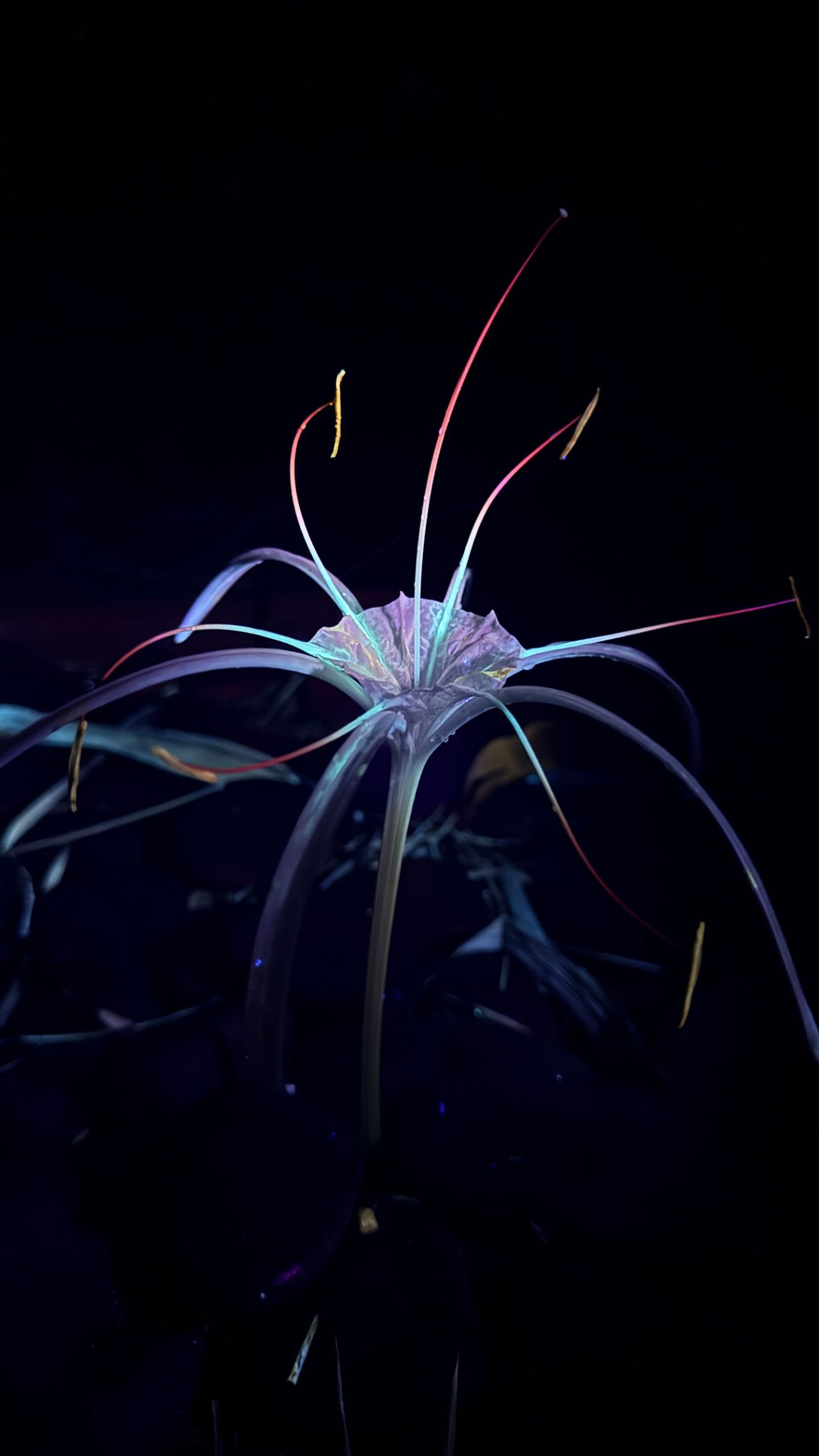 Studio Roosegaarde's Glowing Garden: A Magical World Through the Eyes of a Butterfly