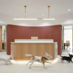 Modern canine-centric office reception featuring a wood desk, curved terracotta wall, and small dogs running on seamless, polished flooring.