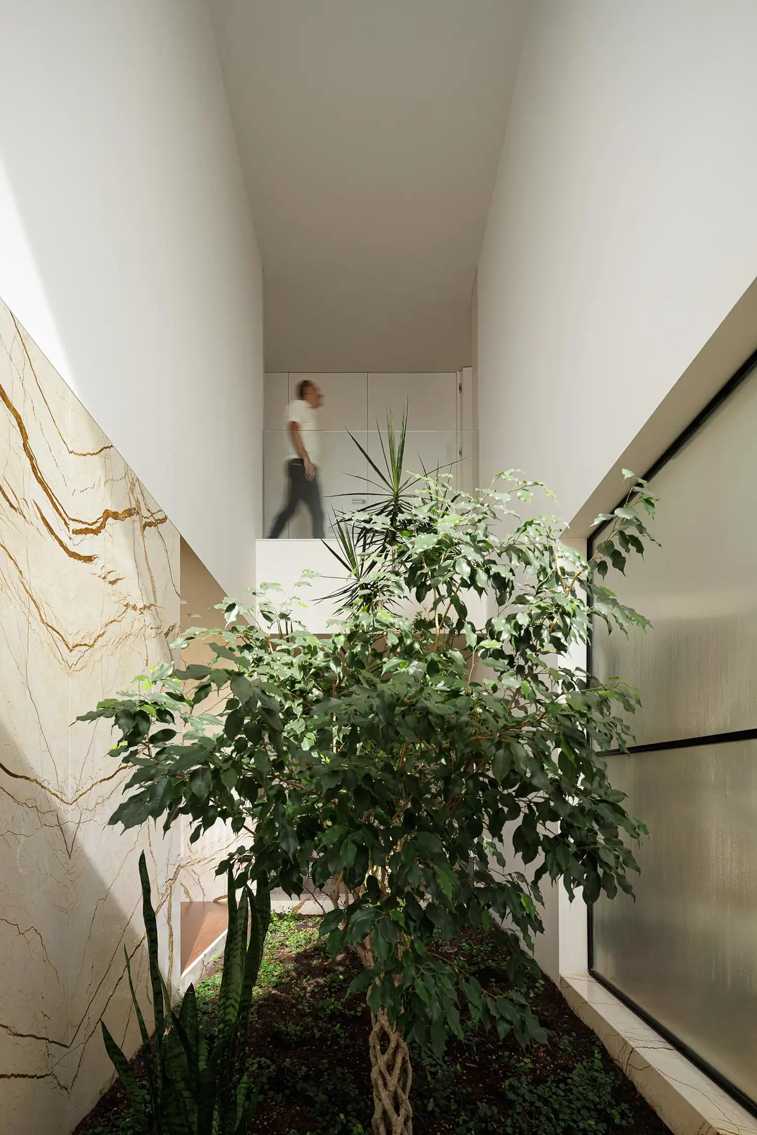 Double-height entrance hall with a central tree and zenithal light in a Portuguese home.