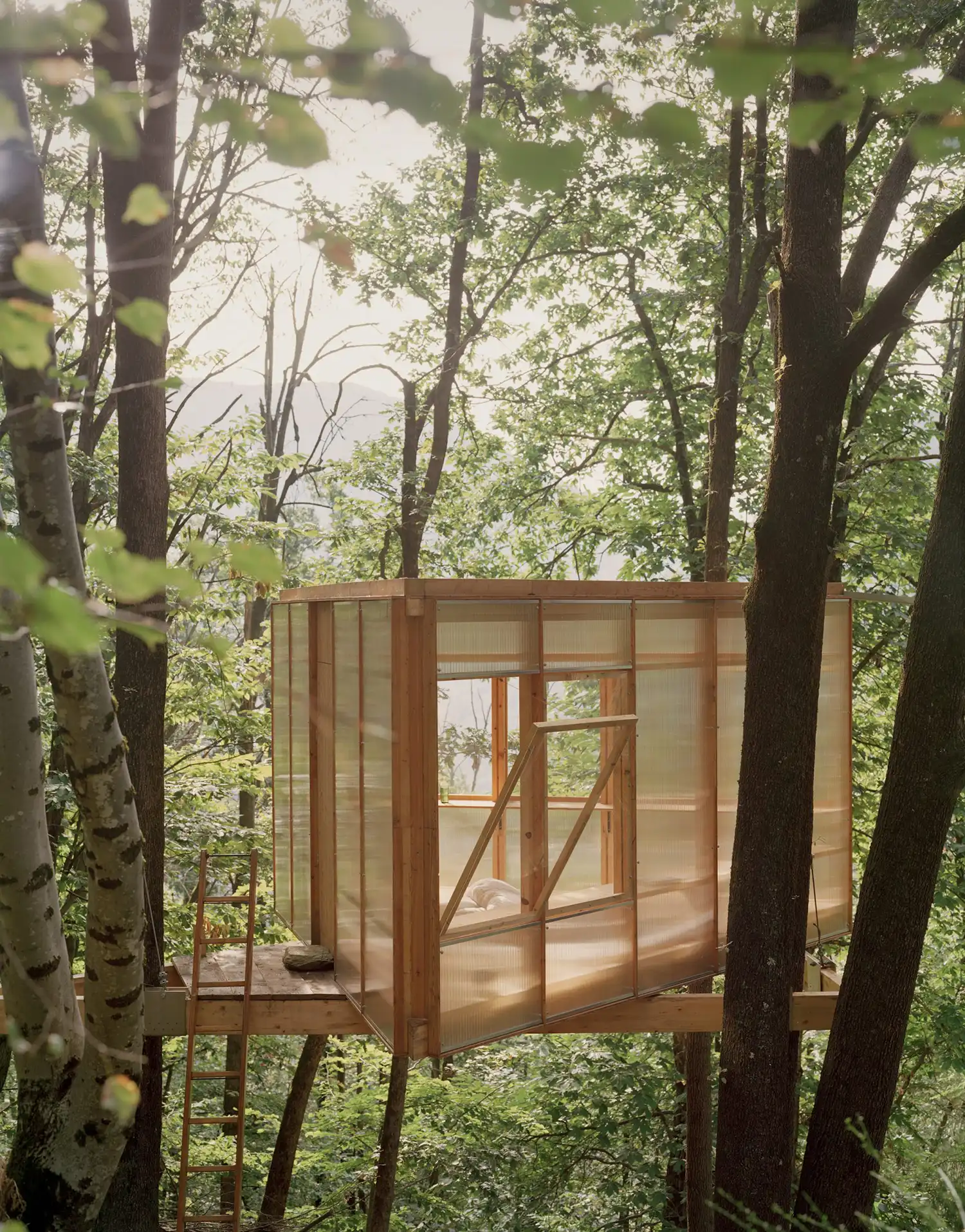 An exterior wide shot of the geometric timber cabin elevated among mature oak trees with a wooden ladder for access.