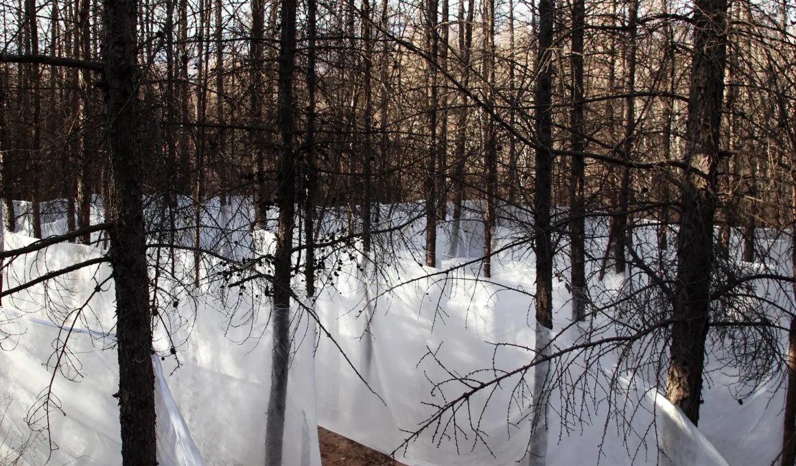 A labyrinth of translucent white fabric walls weaving through a dense forest of slender brown trees.
