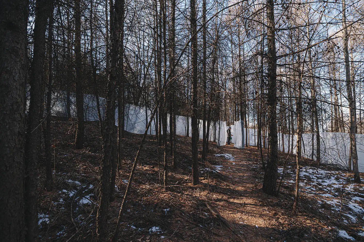 A wide shot of a dirt hiking path leading toward a long, continuous white ice wall on a wooded hillside.