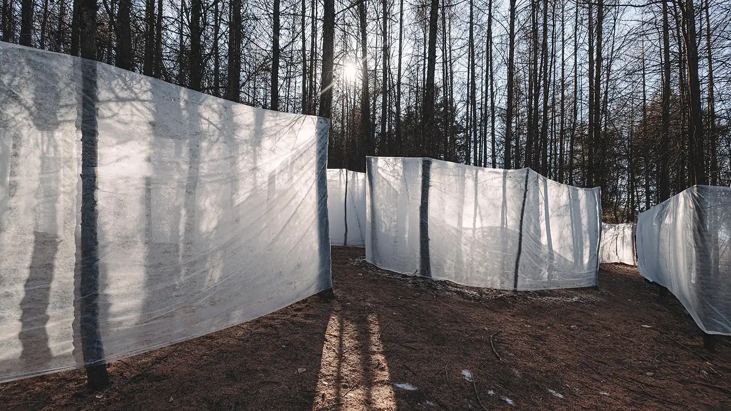 Large rectangular panels of translucent ice suspended between trees, caught in bright afternoon sunlight.