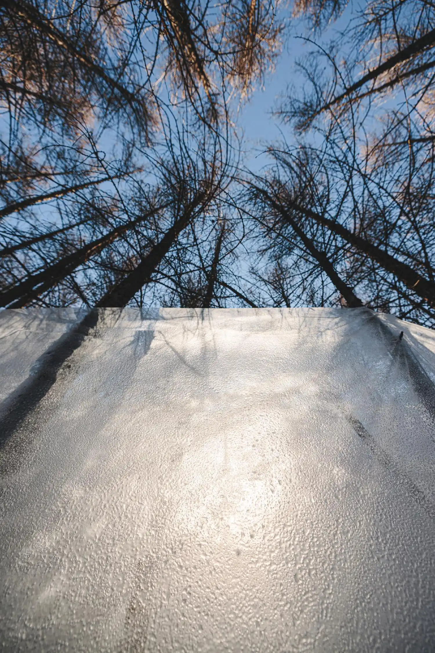 A low-angle shot looking up a textured ice wall toward the tops of tall trees and a clear blue sky.