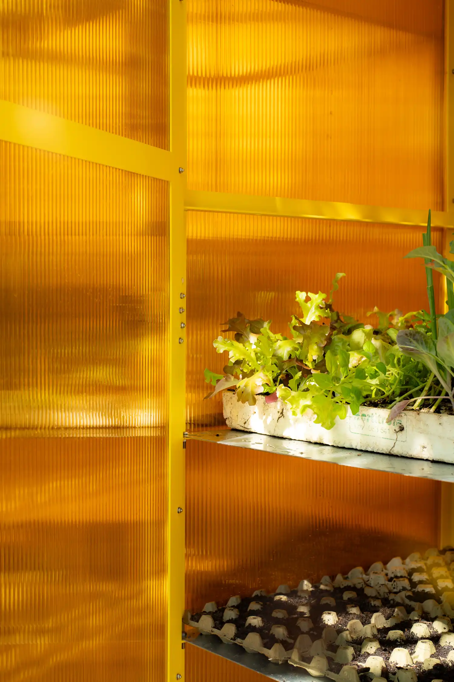 Interior view of seedlings growing behind translucent yellow polycarbonate panels.