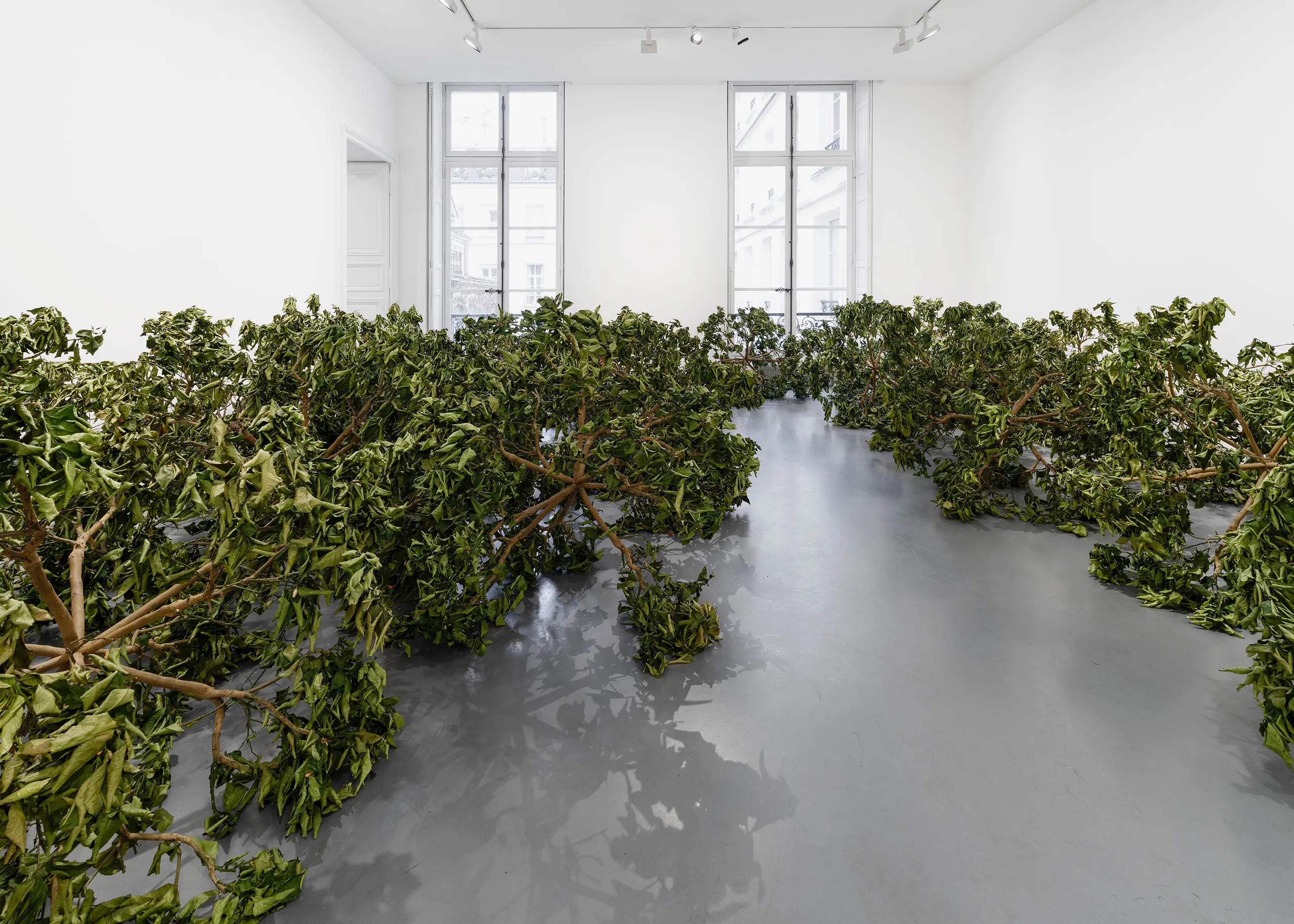 Wide view of star-shaped lemon tree branches spread across a gray gallery floor at Perrotin Paris.