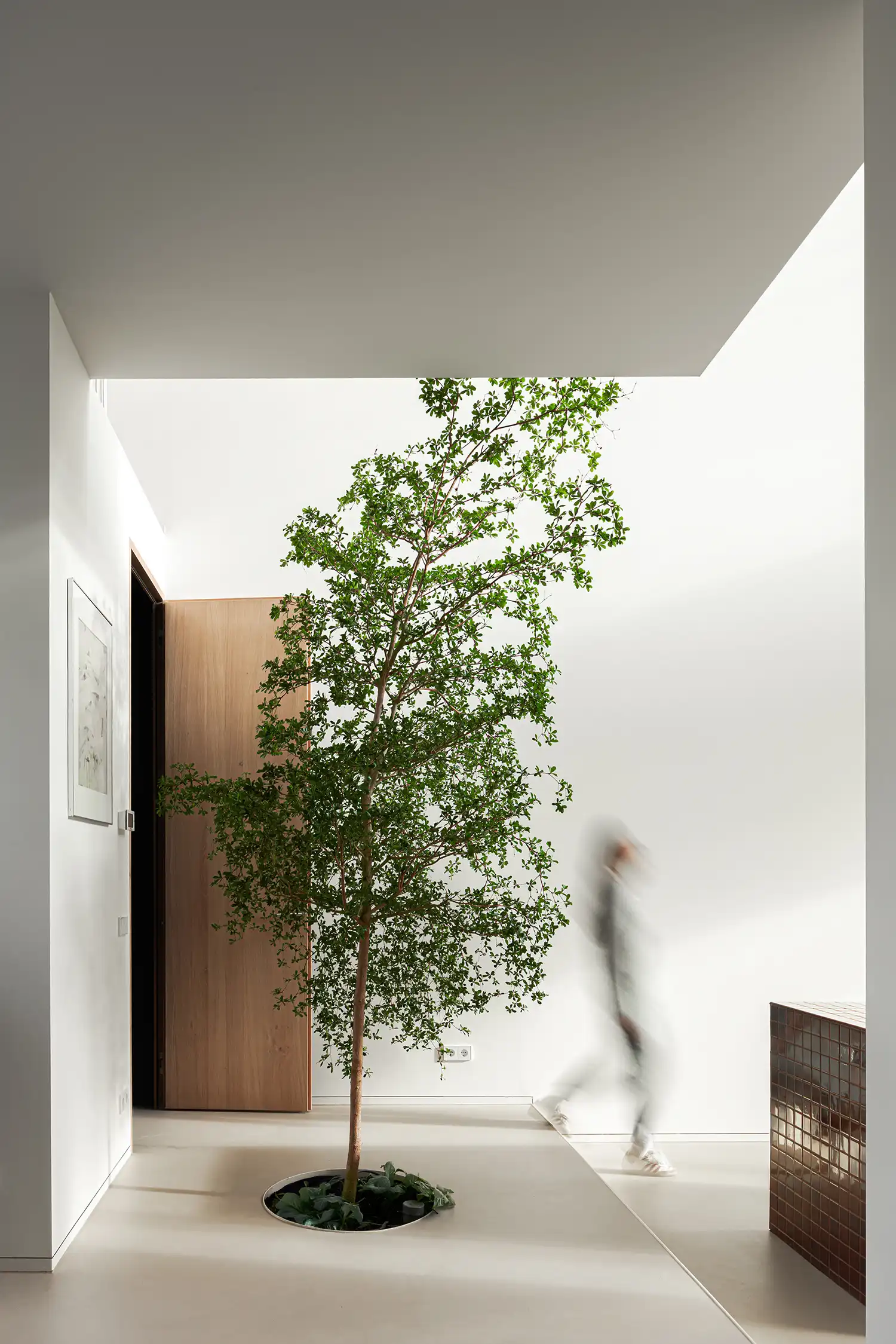 Interior view of a living space with a tree growing through a circular cutout in the floor.