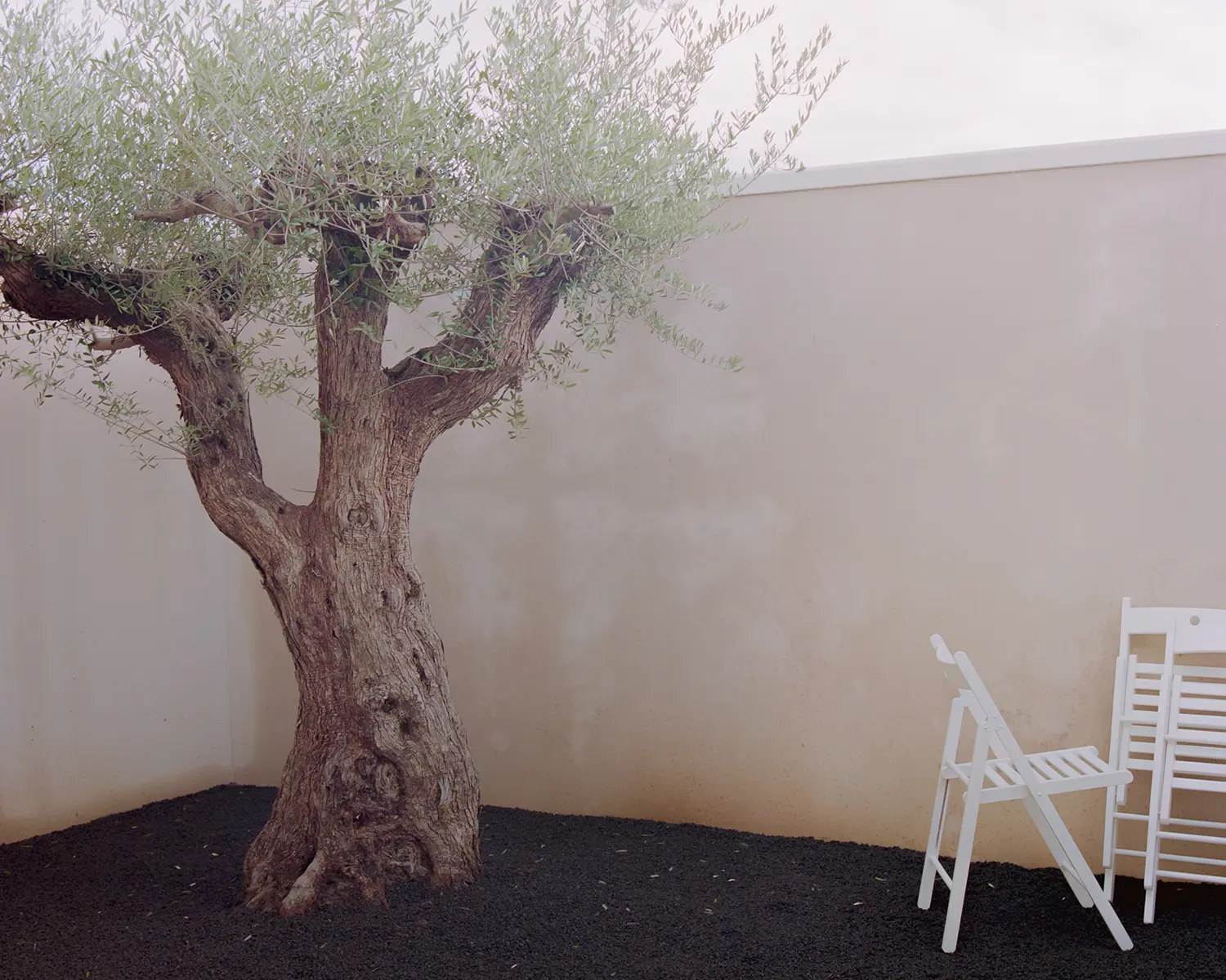 Close-up of an ancient olive tree planted on a bed of dark volcanic gravel within a minimalist white courtyard, with white folding chairs leaning against the wall.