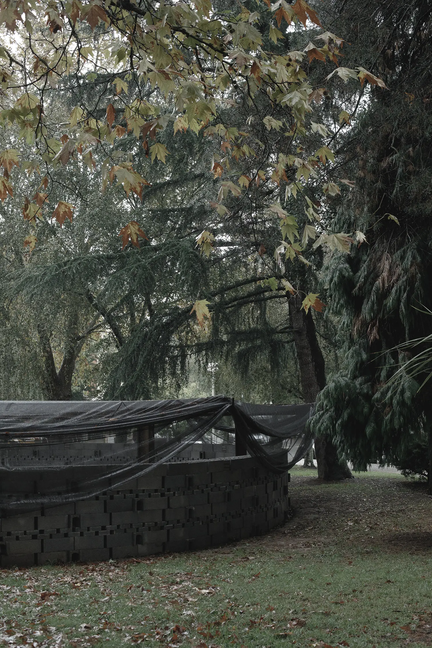 An close-up, eye-level shot looking toward the curved concrete block wall of the Rotação pavilion by Atelier Tiago Antero, framed by the falling leaves of a large plane tree.
