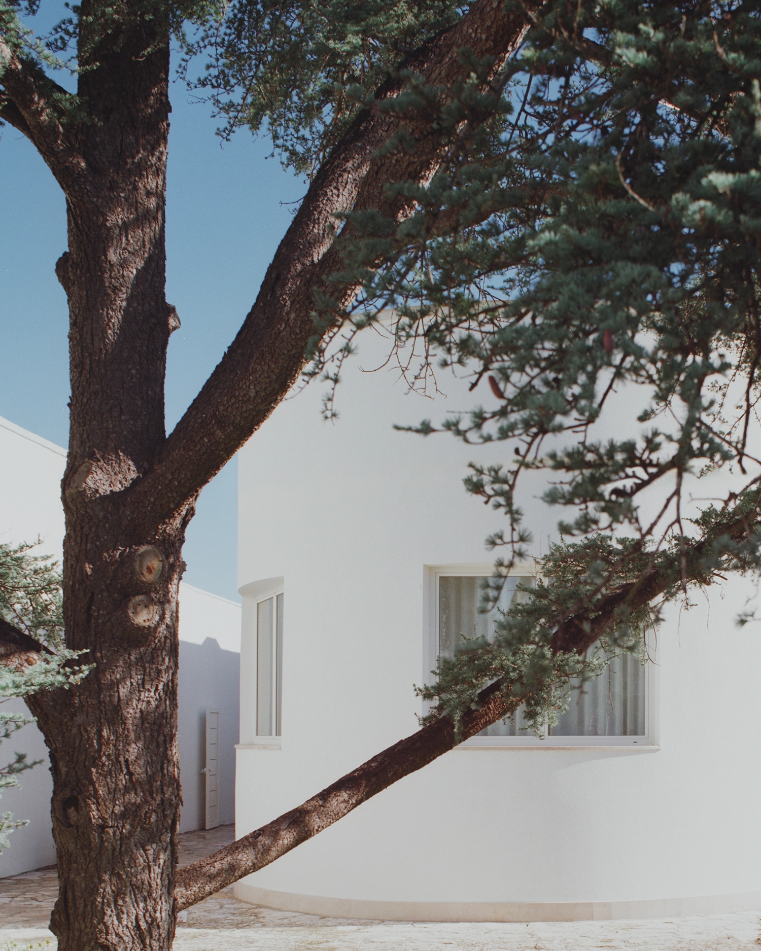Exterior view of the white cylindrical volume of Lèvanzo house framed by a large cedar tree in Puglia.
