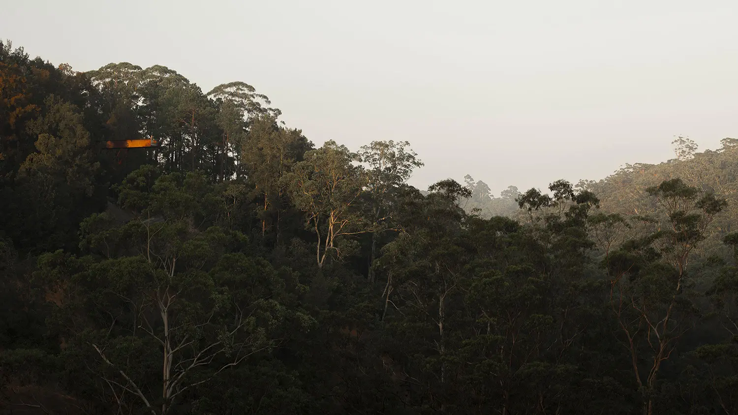 Aerial view of a dense green forest canopy in Sydney with the rusted orange tip of the Southern Lookout emerging from the trees.