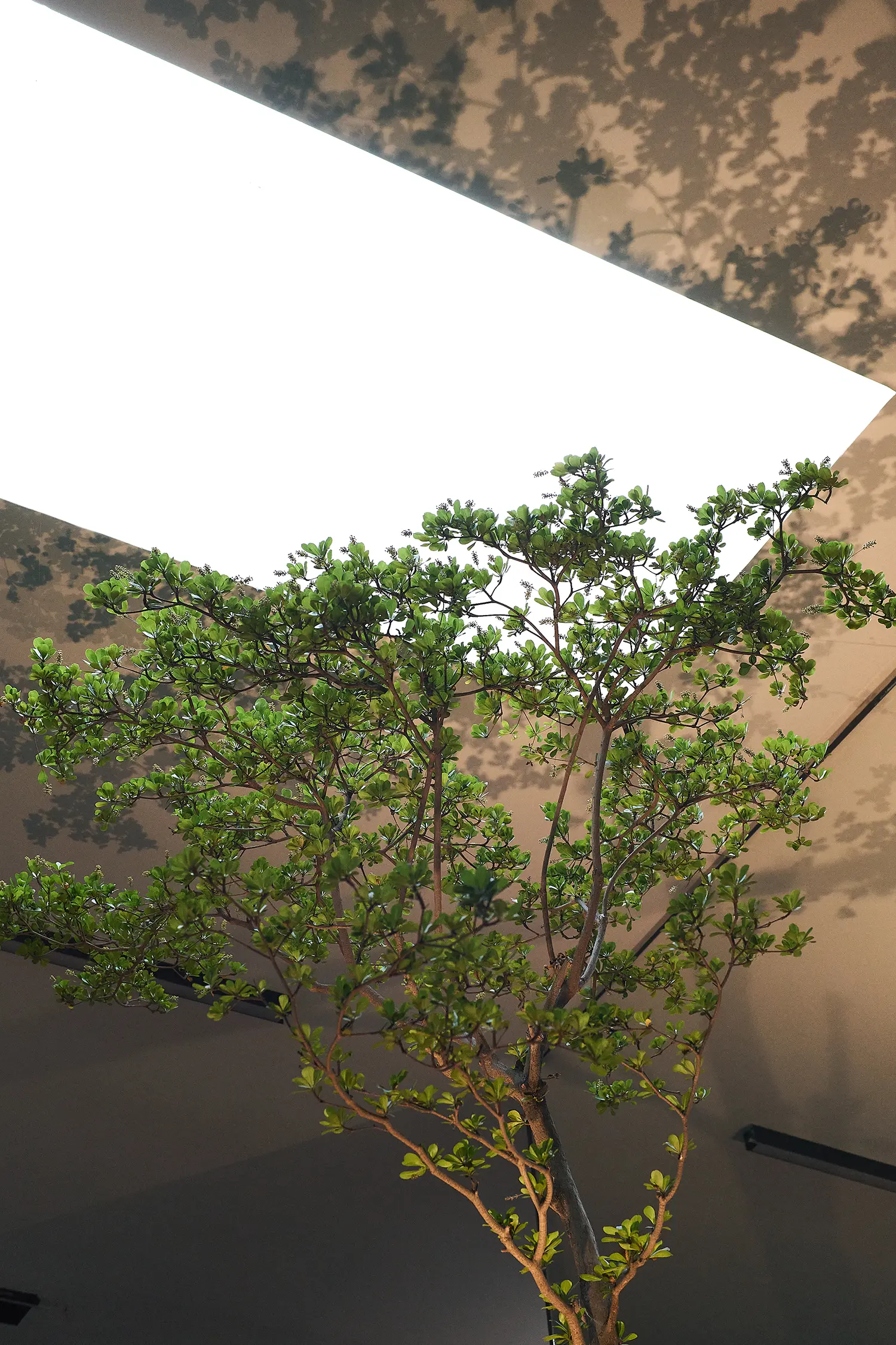 HLORENZO Los Angeles flagship by Oliviero Baldini, interior tree beneath a skylight casting dappled shadow on the ceiling